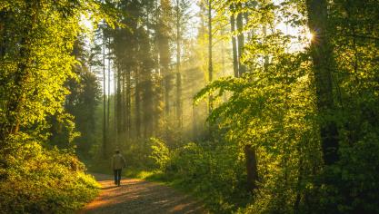 Plusieurs rendez-vous sont proposés dans les forêts du Pas-de-Calais !