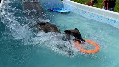 Radja, berger hollandais de cinq ans, a fait le grand saut dans la piscine.