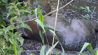 L’animal a été retrouvé en grande difficulté, allongé dans le cours d’eau qui traverse la coulée verte de Coquelles.