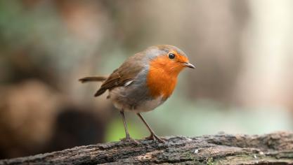 Les rouges-gorges sont présents toute l’année en France