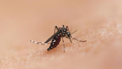 Si vous en avez marre d’entendre le fameux bzzz de l’enfer alors que vous essayez de dormir, voici quelques astuces pour limiter la présence des moustiques à la maison
