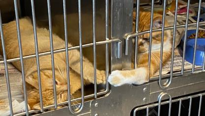 Aider les animaux de la LPA du Calaisis avec les jeunes du conseil municipal de Recques-sur-Hem.