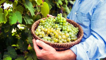 La montée jusqu’aux vignes, d’une durée d’environ 20 minutes, s’effectue à pied.