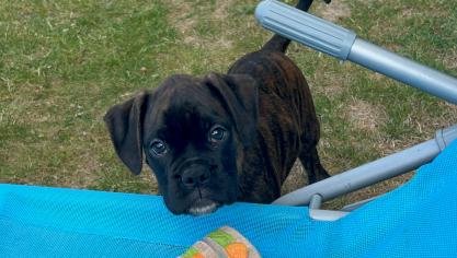 Notre chiot, Asko, nous fait fondre d’amour !