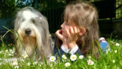 Le bearded collie est un chien affectueux.