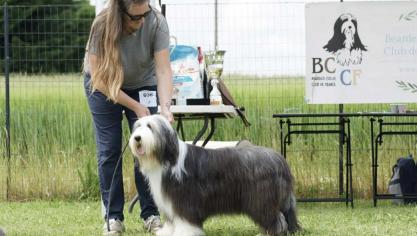Le bearded collie sera à l’honneur ce dimanche 21 septembre.