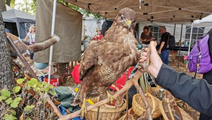 Ici façade de l’Esplanade, les douaniers ont saisis plusieurs animaux empaillés, dont cet aigle. Vivants ou morts, les animaux (ou parties d’animaux) ne peuvent être vendus dans les brocantes. Photo Douane française