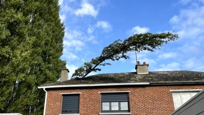 L’arbre est tombé samedi à cause du vent.