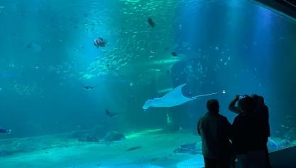 Des nouveautés vont voir le jour en 2026 à Nausicaá.