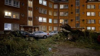 À Calais Nord, un saule pleureur est tombé dans un parking privé, derrière l’esplanade Vendroux.