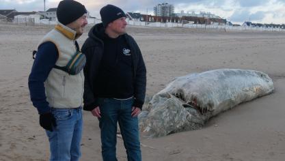 Romain Merlen (à gauche) et un bénévole de Marine Life Channel, à côté de la baleine découverte morte sur la plage de Calais, mercredi 26 novembre.