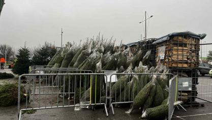 La vente des sapins de Noël a commencé.