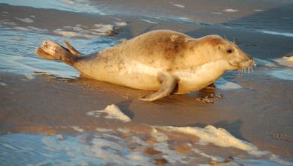 Ce phoque gris, visiblement malade ou épuisé, a été observé sur la plage de Sangatte dimanche non loin de la Descenderie.