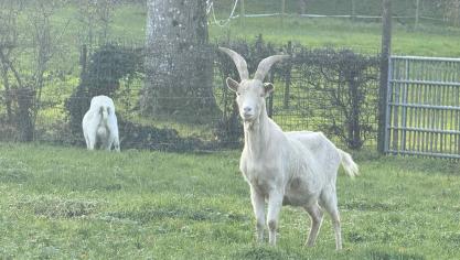 Les chèvres du parc de la Minoterie sont nourries régulièrement, pas besoin de nourriture.