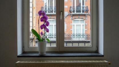 Les orchidées sont des plantes magnifiques, mais très fragiles !