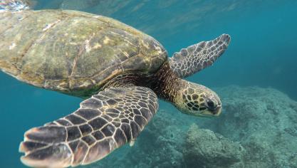 Prise de vue d’une tortue Caouanne dans son élément naturel