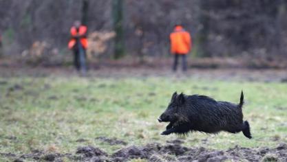 La battue se tiendra les lundi 2 et mardi 3 février.