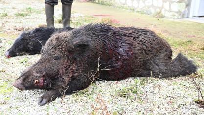Ce vieux mâle pesant plus de 100 kgs avait élu domicile dans les dunes de Fort-Mahon.
