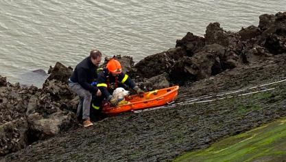 Amour a été tractée grâce à une civière par les pompiers de Calais.
