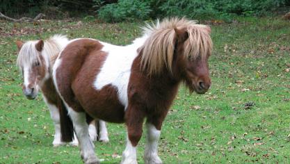 Les poneys Shetland sont élevés par Aurélie.