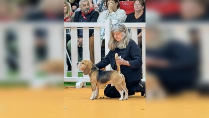 Red Fox de Maxcecan, chien de l’éleveuse Sabine Rouvroy, remporte le titre de meilleur du groupe 6, multirace.