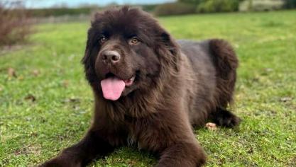 Vaia est née le 30 avril 2024. Cette femelle Terre-Neuve est à l’adoption au refuge de la LPA de Calais.