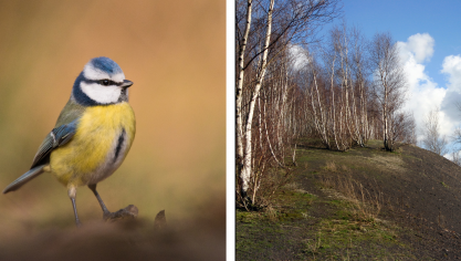 La mésange bleue fait partie des oiseaux présents sur ce terril.