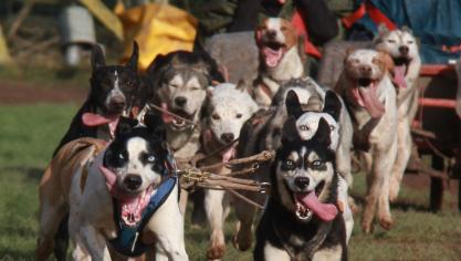 Plusieurs dizaines de chiens sont chouchoutés par Michel et sa famille.