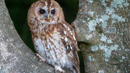 Nous sommes en pleine période de la reproduction des chouettes hulottes.