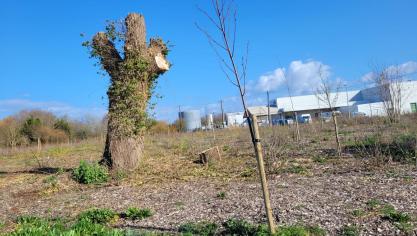 Des arbres replantés sur une ancienne friche, quai Lucien Lheureux.
