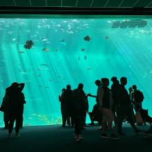 Le grand aquarium de haute mer