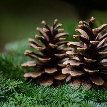 Les pommes de pin sont météo-sensibles !