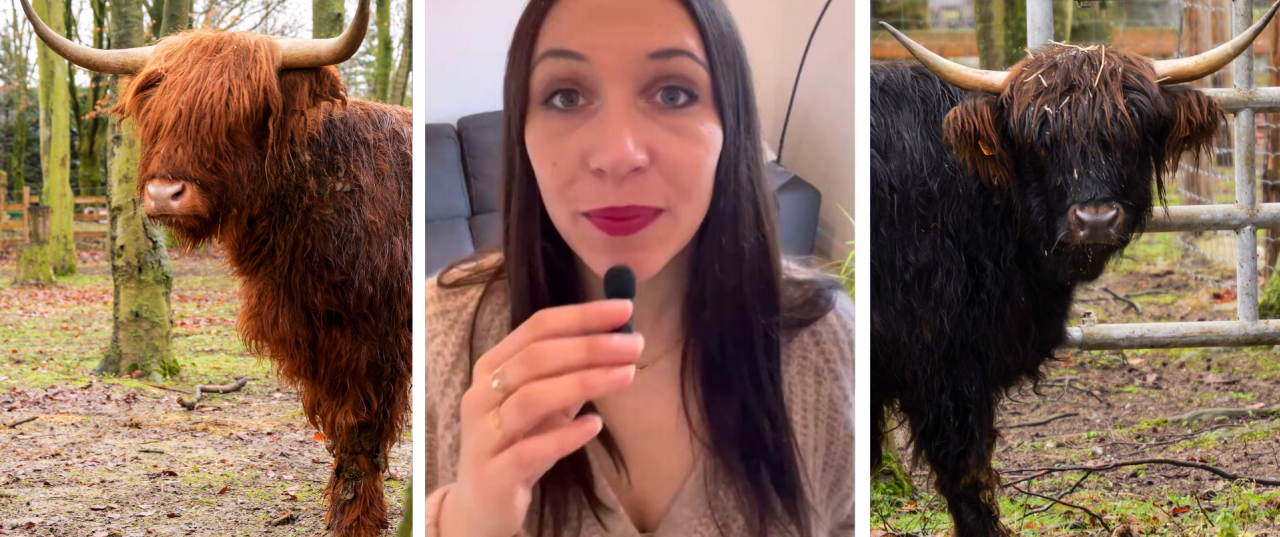 Les visiteurs ont pu les rencontrer lors de la réouverture du parc, le 14 février 2026.