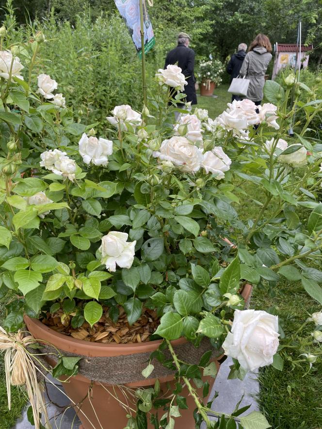 La Sauvagine a aussi sa propre rose.