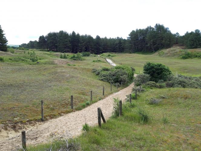 Les Dunes du Mont-Saint-Frieux et de Sainte-Cécile est le plus vaste Espace Naturel Sensible du Pas-de-Calais. Il abrite des écureuils roux, des mélitées du plantain (papillon), des grillons champêtre, des belladones (plantes touffues)... Entre autres. Photo : Mathilde Damb.