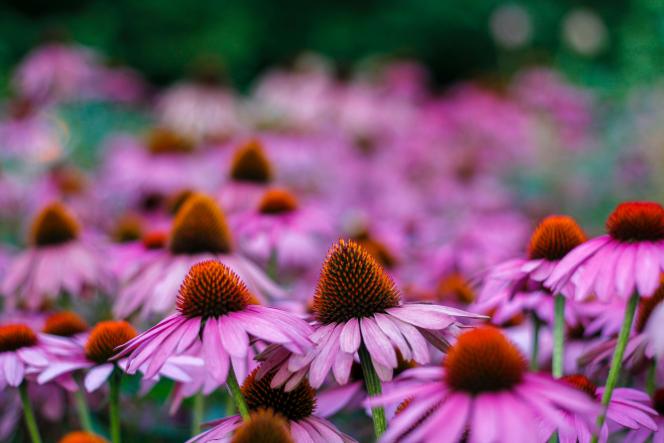 L’échinacée est une plante anti-infectieuse, anti-inflammatoire, immunostimulante.