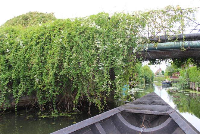 À Clairmarais, embarquez pour un voyage sur une embarcation traditionnelle, la bacôve.